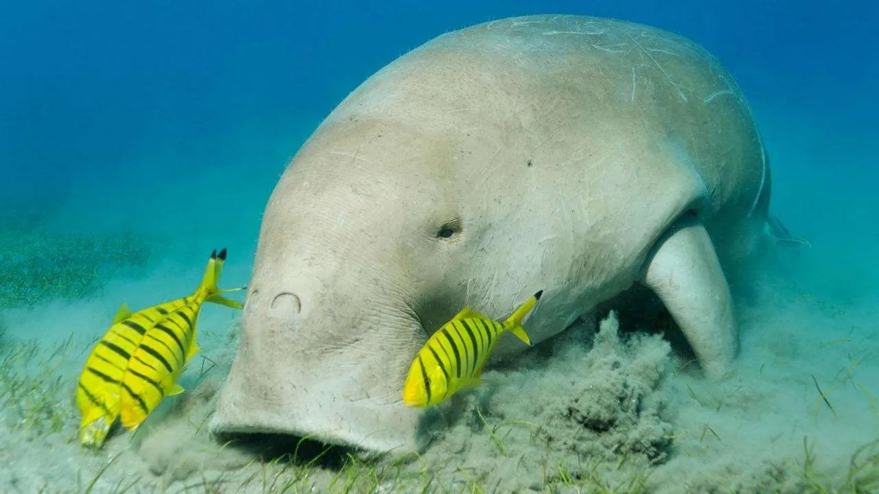 Ausflug ab Marsa Alam zum Schnorcheln mit Schildkröten in der Abu Dabbab Bucht