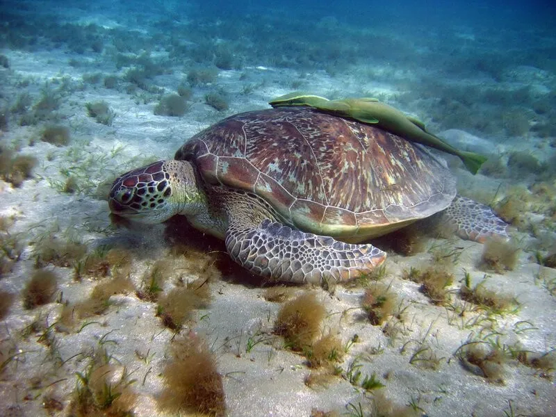 Ausflug ab Marsa Alam zum Schnorcheln mit Schildkröten in der Abu Dabbab Bucht