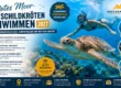 Rotes Meer-Mit Schildkröten schwimmen 2027