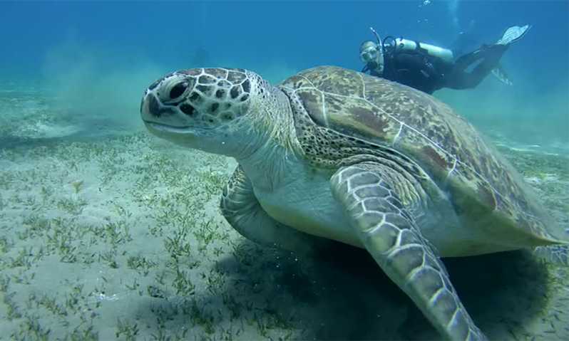 Ausflug zum Schnorcheln mit Schildkröten ab Hurghada