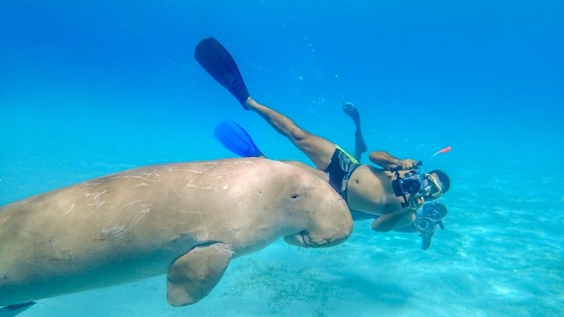 Ausflug zum Schnorcheln mit Schildkröten ab Hurghada