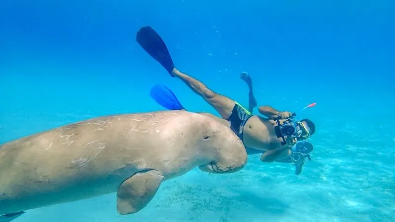 Ausflug zum Schnorcheln mit Schildkröten ab Hurghada
