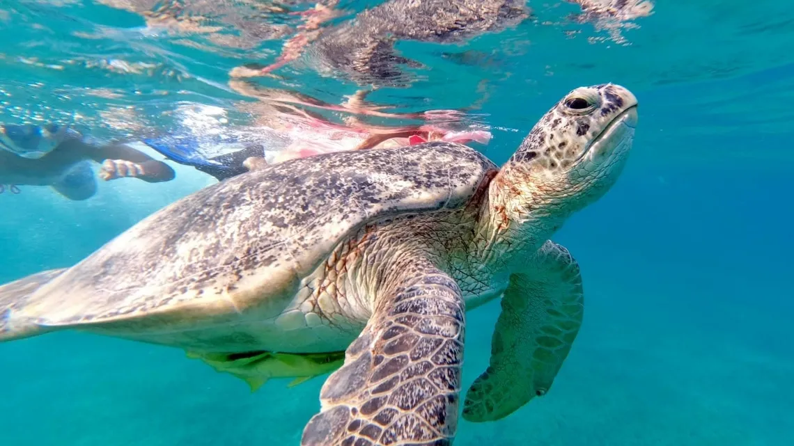 Ausflug zum Schnorcheln mit Schildkröten ab Hurghada