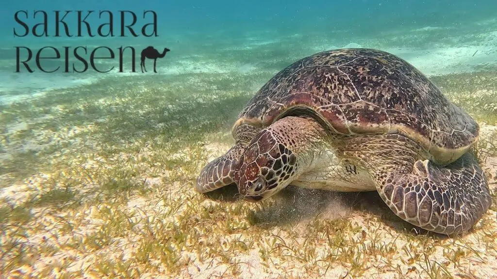 Abu Dabbab Schildkröten Marsa Alam 2027