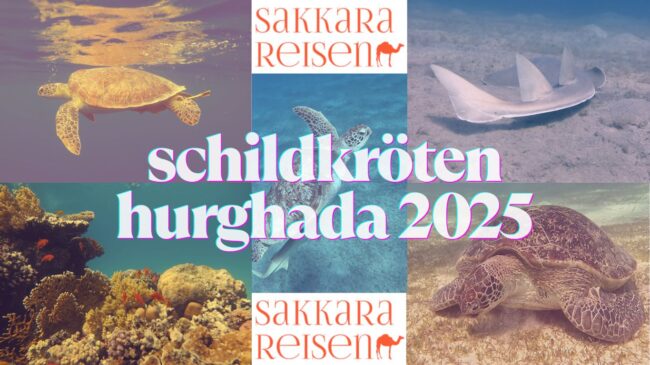 schildkröten hurghada 2025