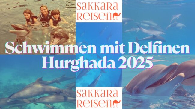 Schwimmen mit Delfinen Hurghada 2025 Schwimmen mit Delfinen Hurghada 2025