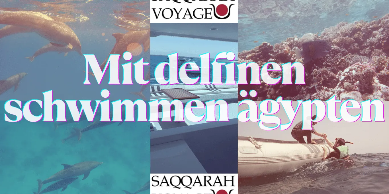 Mit delfinen schwimmen ägypten Mit delfinen schwimmen ägypten