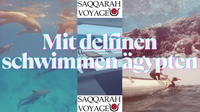 Mit delfinen schwimmen ägypten Mit delfinen schwimmen ägypten