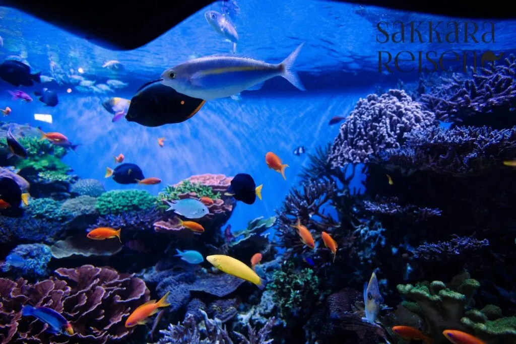 Besuch des Sahl Hasheesh Aquariums