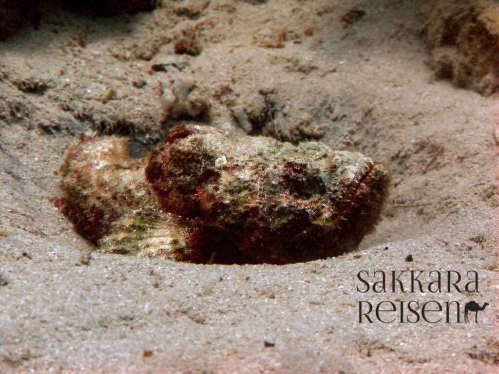 Korallen und Fische beim Schnorcheln in Sharm El Naga