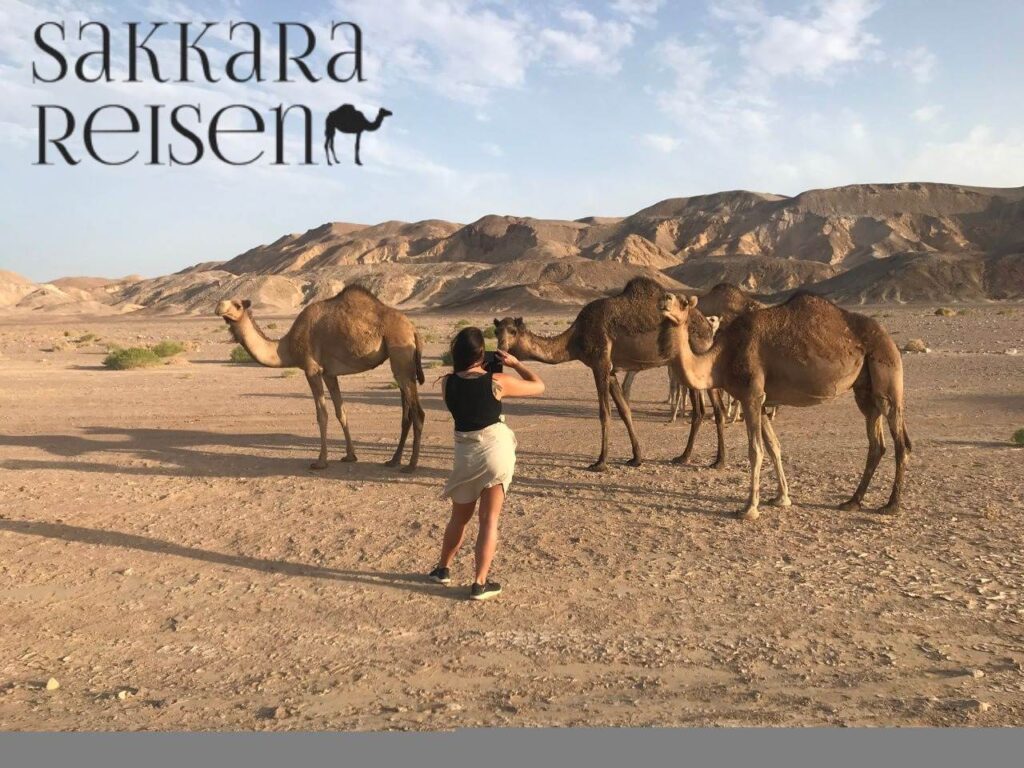Kamelexkursionen in die Sahara