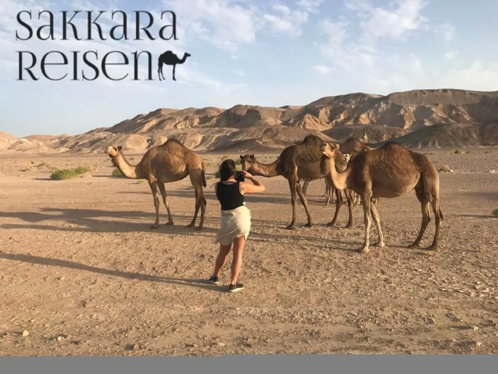 Kamelexkursionen in die Sahara
