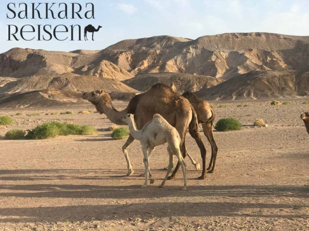 Kamelexkursionen in die Sahara