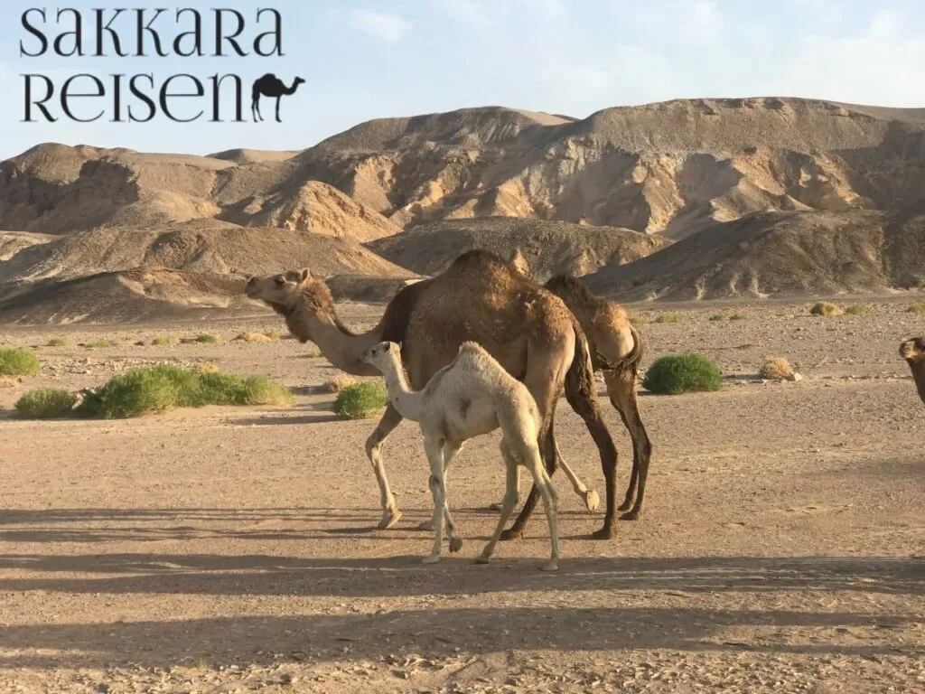 Kamelexkursionen in die Sahara