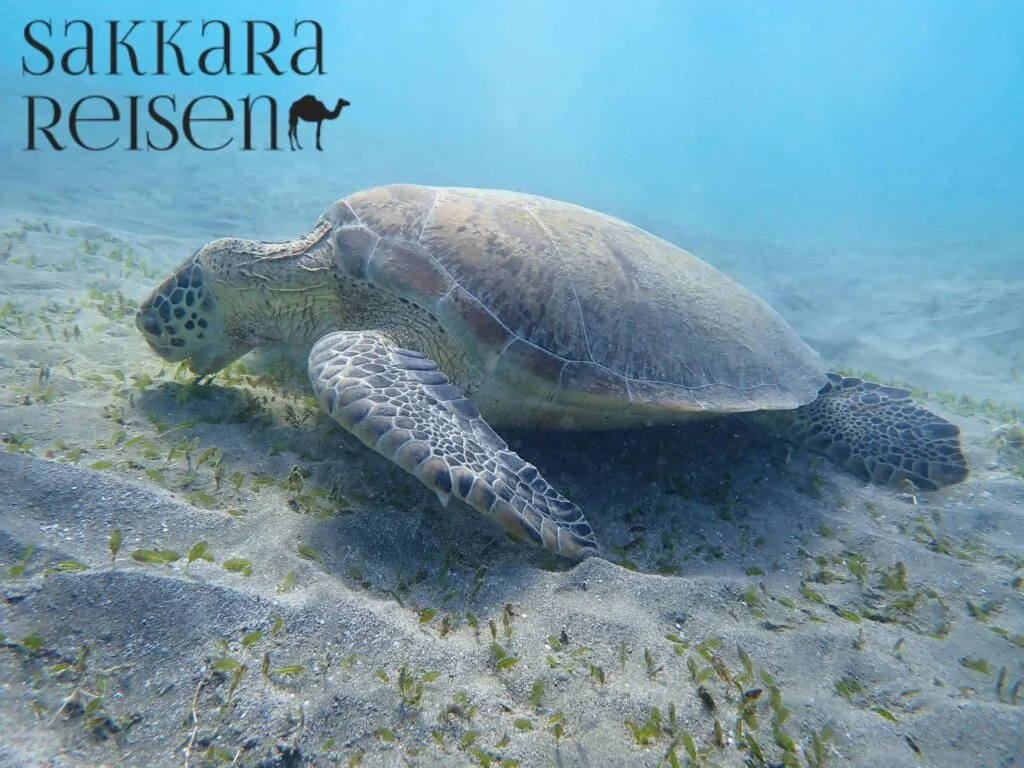 schnorcheln marsa alam | Die besten Schnorcheln Hausriff