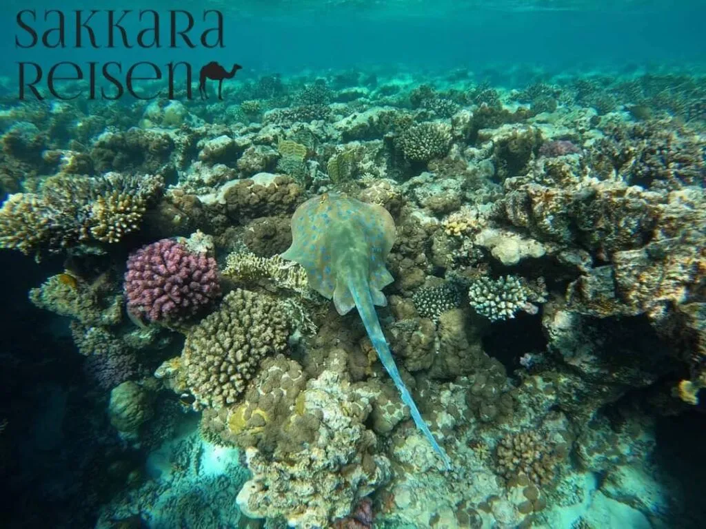 Sicherheitstipps beim Schnorcheln in Marsa Alam