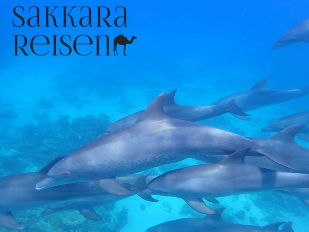 Sataya Delfin Riff Ausflug Marsa Alam