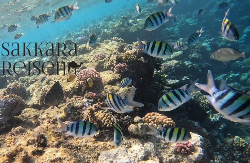 schildkröten hurghada