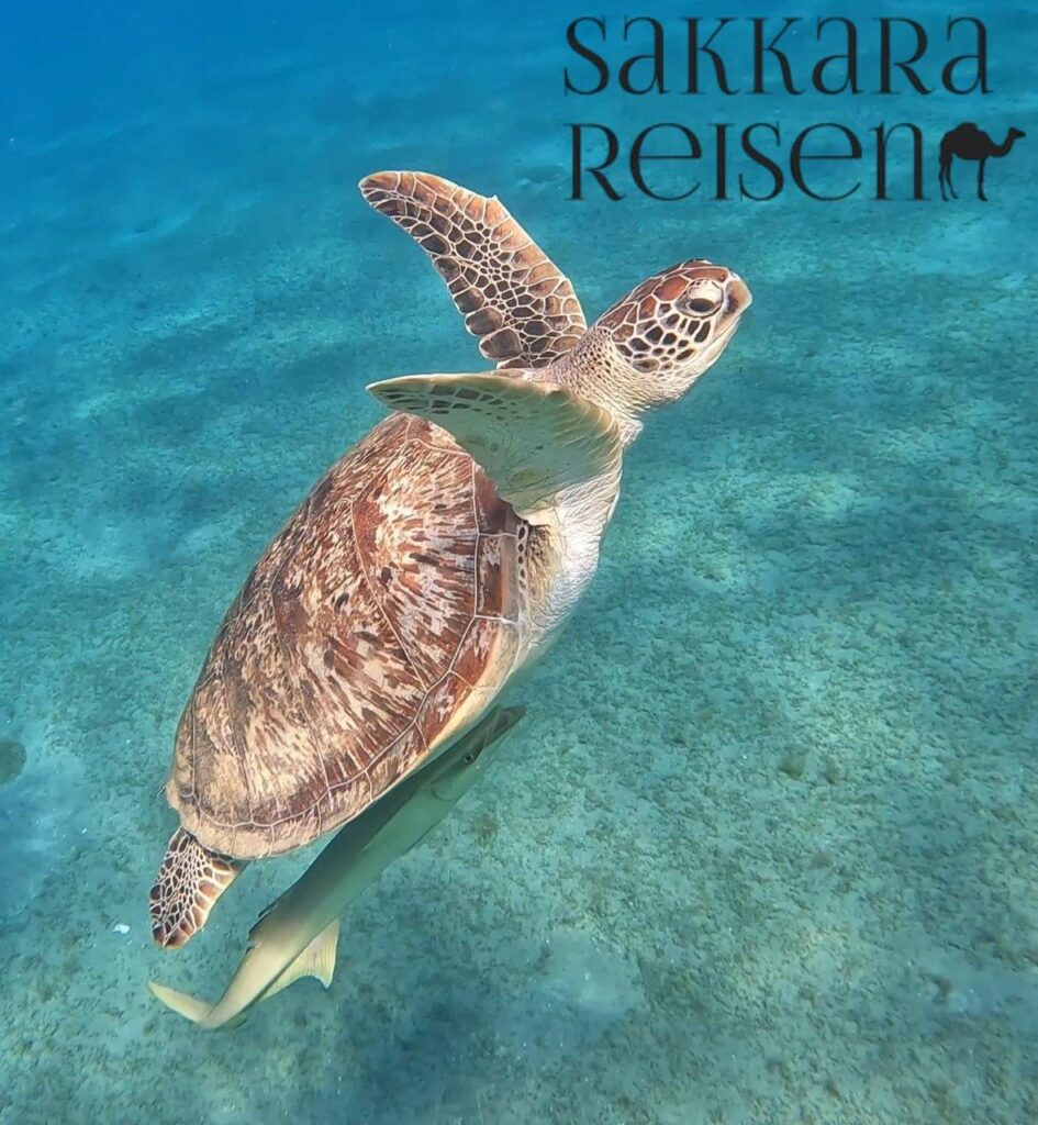 Ägypten Schildkröten