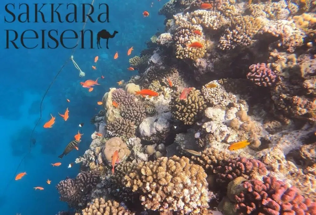 Marsa Mubarak Schildkröten und Dugong Ausflug 2027