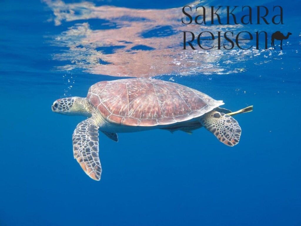 schildkröten hurghada 2025