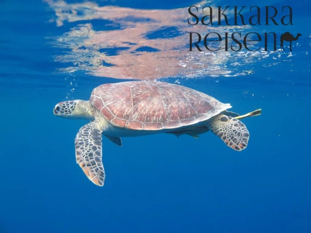 Schildkröten Hurghada 2027 beim Schnorcheln im Roten Meer