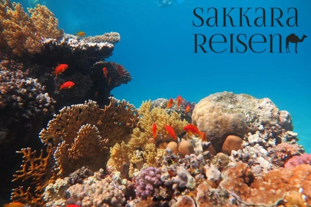 Karettschildkröte und Grüne Meeresschildkröte Rotes Meer