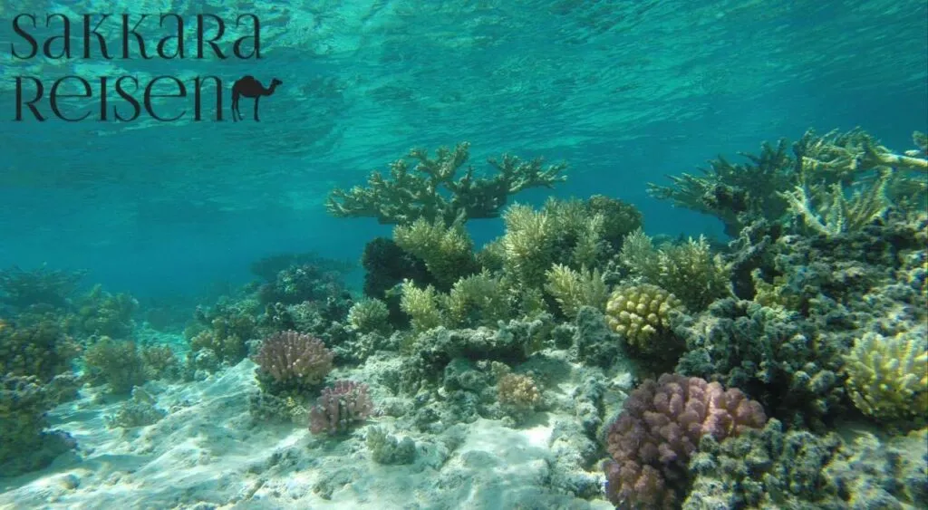 Sharm El Naga Hausriff am Roten Meer