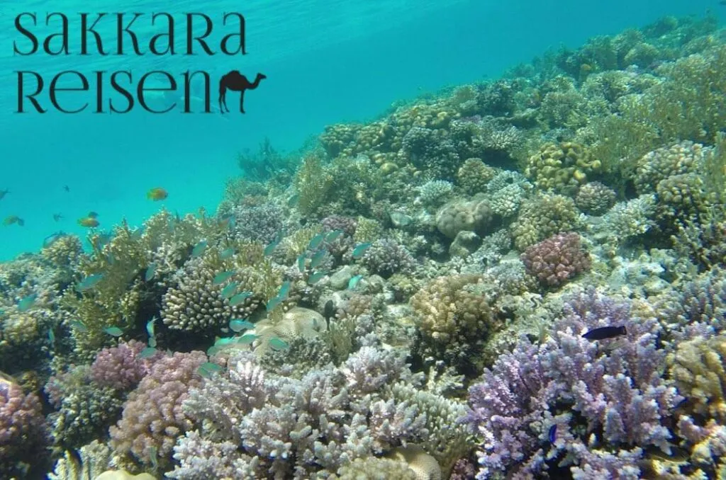 Unterwasserwelt von Sharm El Naga