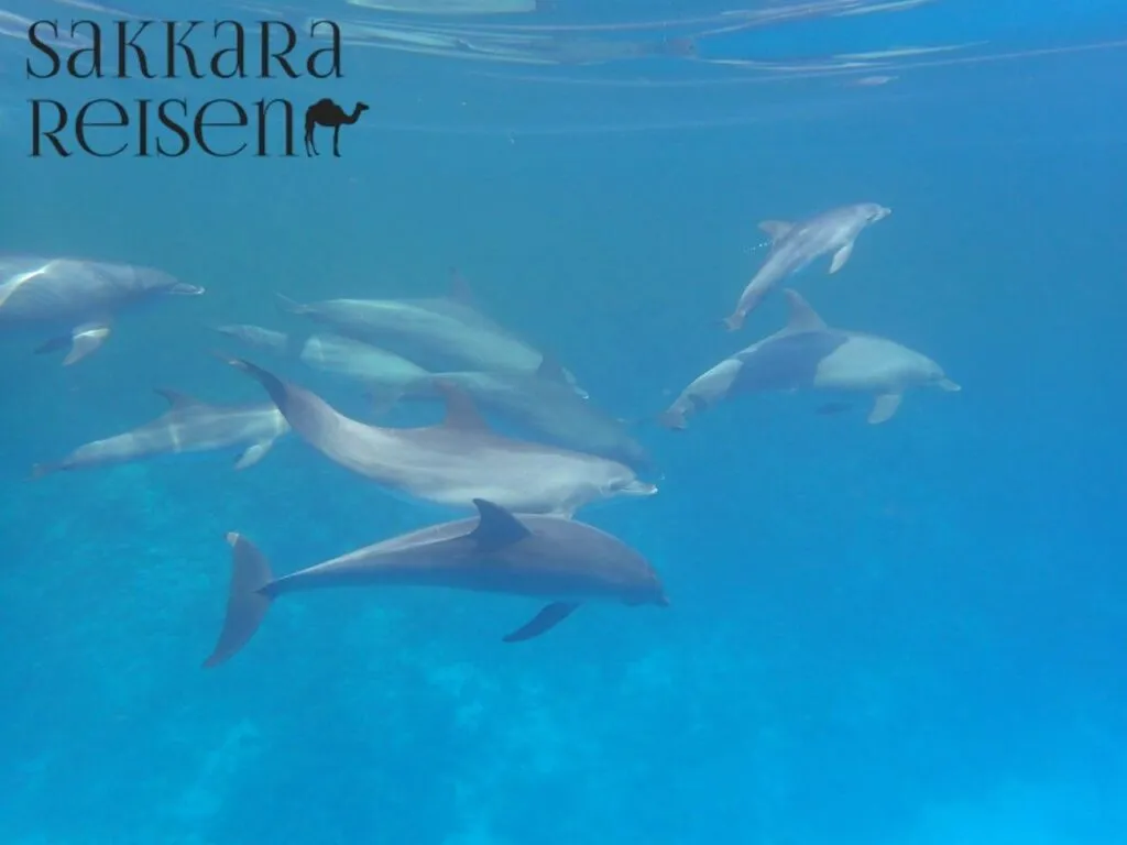 Tauchtour zum Dolphin House