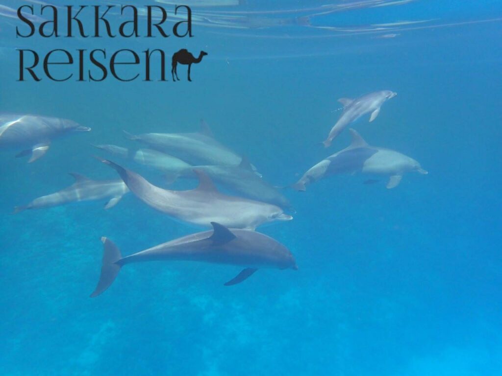 Schwimmen mit Delfinen Hurghada
