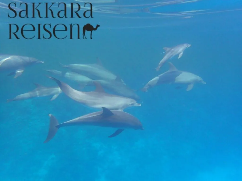 Schwimmen mit Delfinen Hurghada