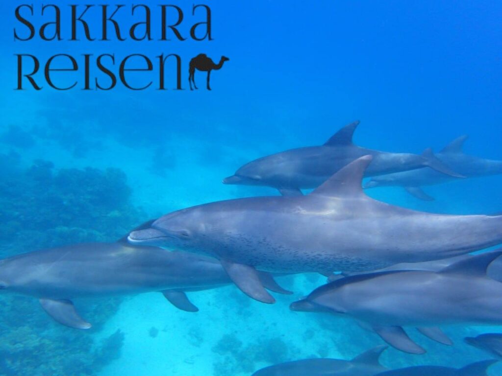 Schwimmen mit Delfinen Hurghada