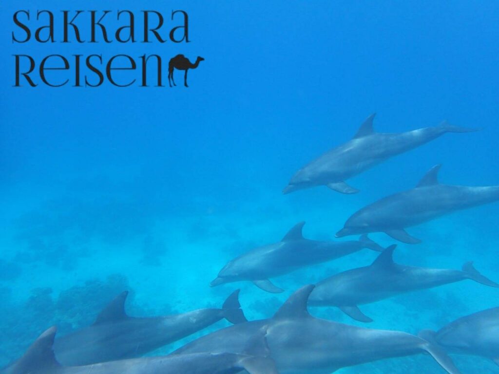 Schwimmen mit Delfinen Hurghada