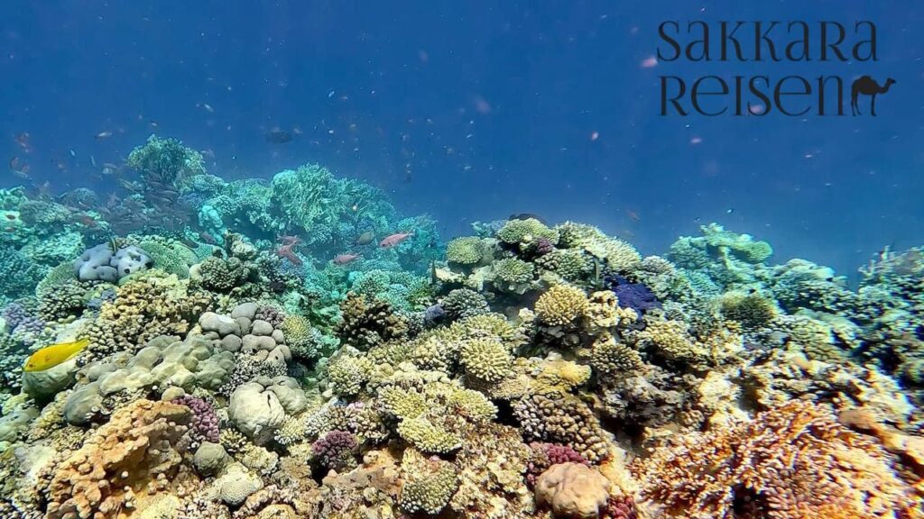 Riff-Schnorcheln im Roten Meer