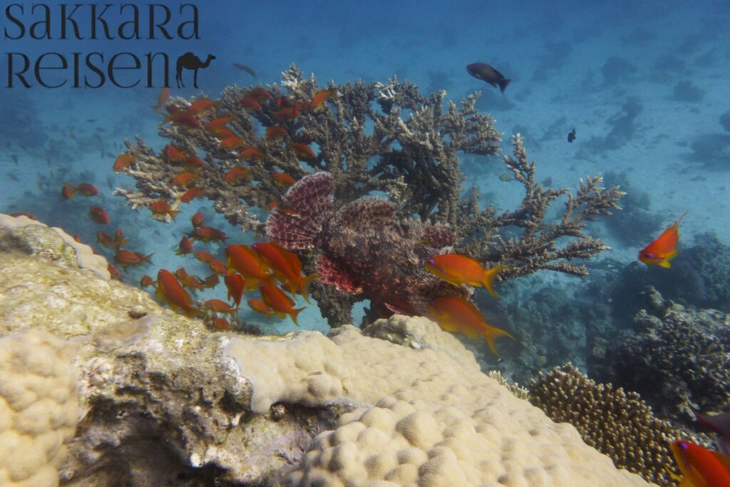 Schnorchelabenteuer & Marine Wildlife – Mahmya Island things to do im Naturschutzgebiet