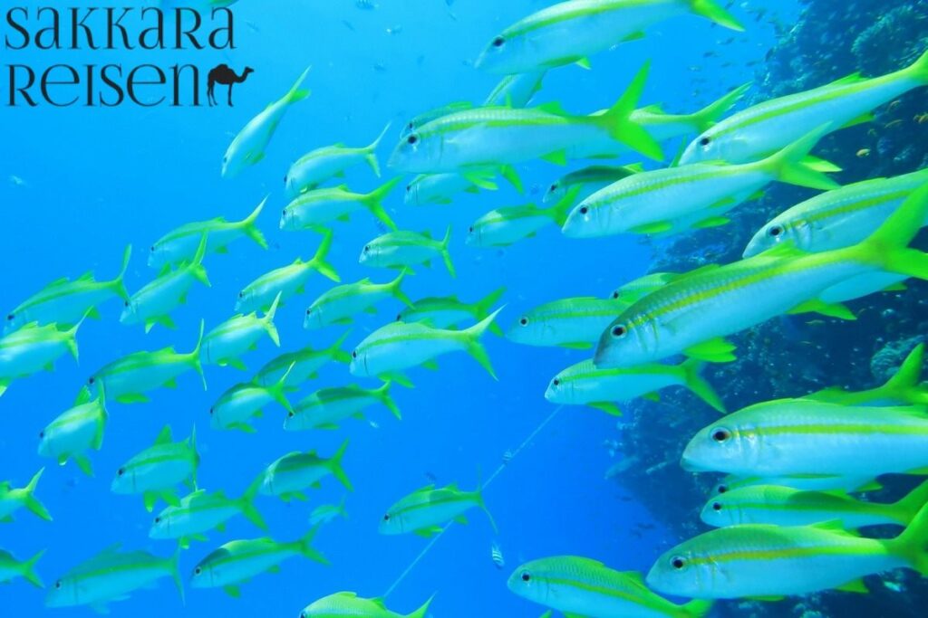 Hurghada U Boot