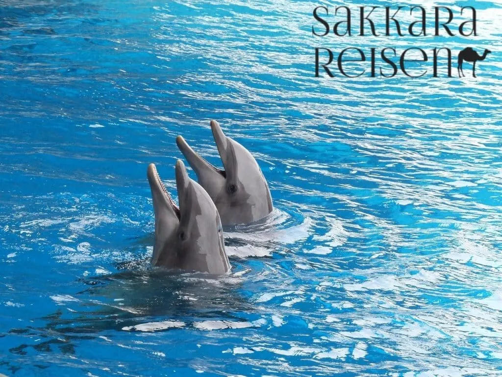 Makadi Bay Ausflüge : Sehenswürdigkeiten & Aktivitaten