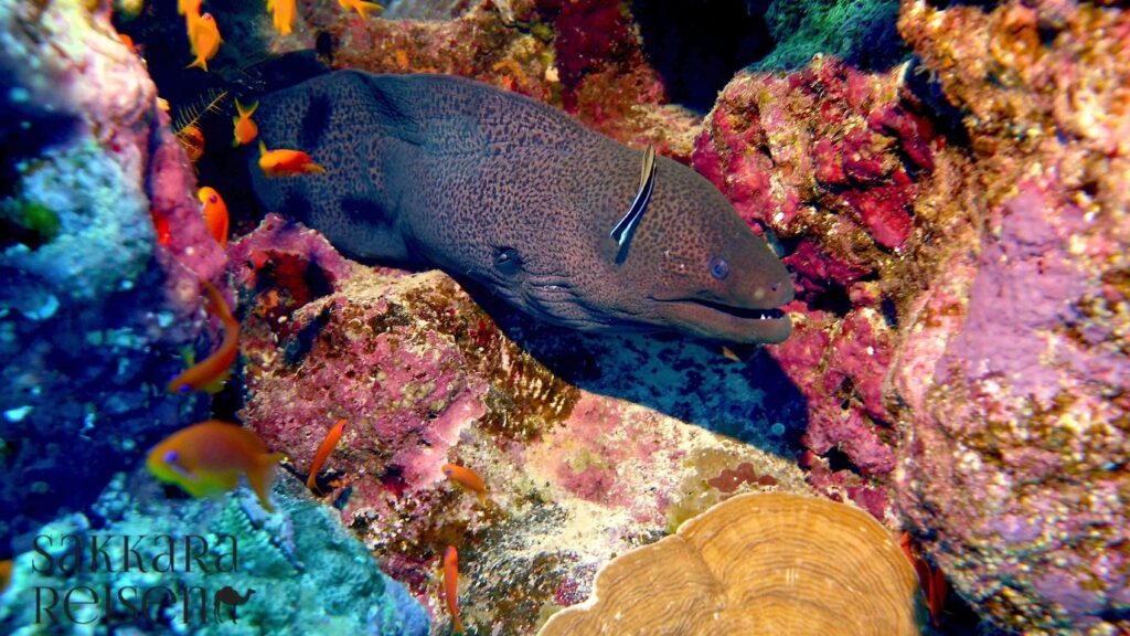Marsa Alam ausflüge : Sehenswürdigkeiten & Aktivitaten