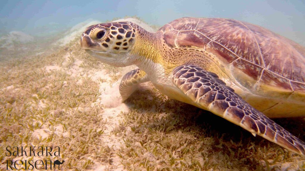 Marsa Alam ausflüge : Sehenswürdigkeiten & Aktivitaten