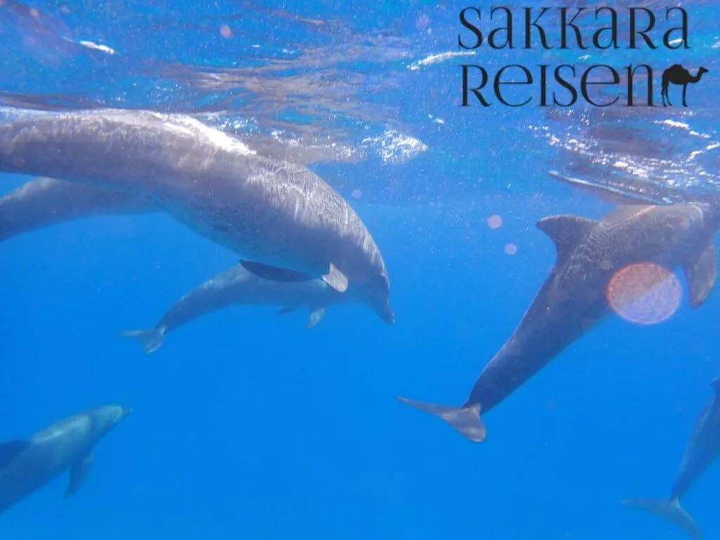 Schnorcheln und Tauchen in Marsa Alam – Ein Paradies unter Wasser entdecken