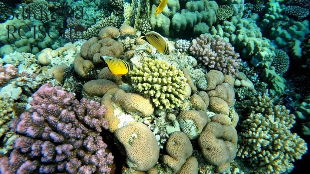 Schnorcheln Marsa Alam