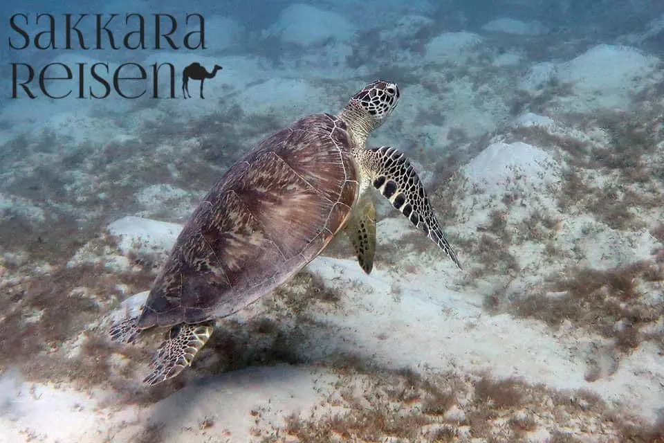 Schildkröten Schnorcheln Marsa Alam – Ein magisches Erlebnis unter Wasser