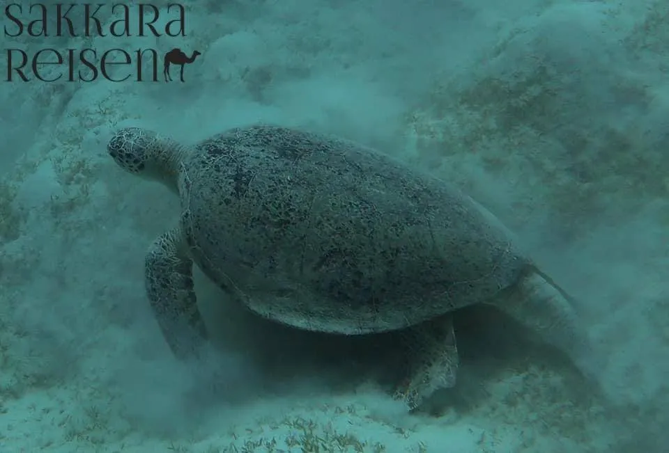 Schildkröten Schnorcheln Marsa Alam – Ein magisches Erlebnis unter Wasser