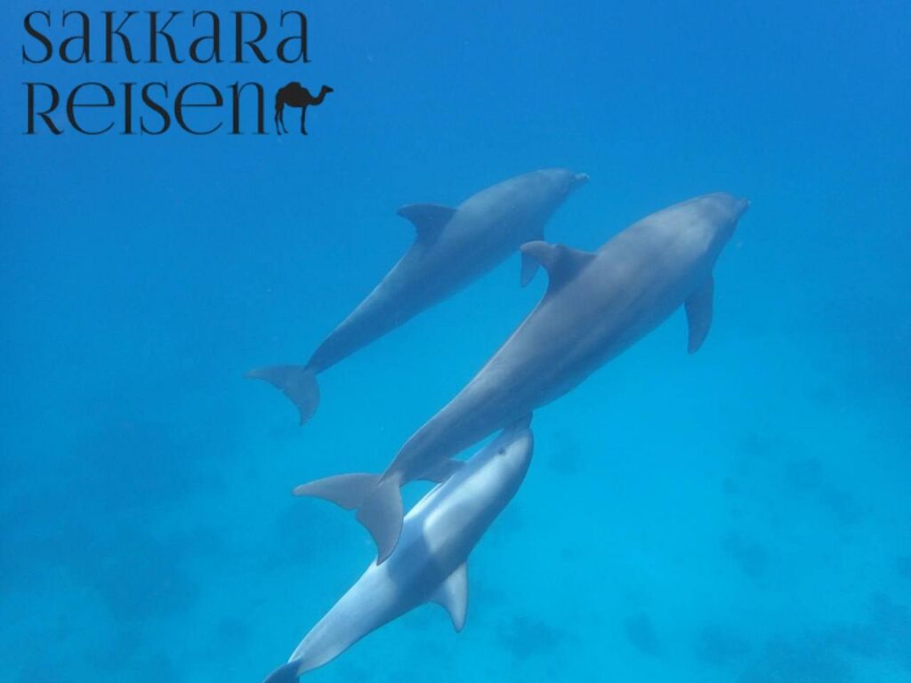 Marsa Shouna