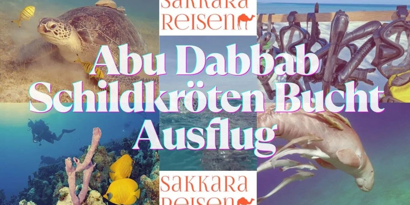 Abu Dabbab Schildkröten Bucht Ausflug Abu Dabbab Schildkröten Bucht Ausflug
