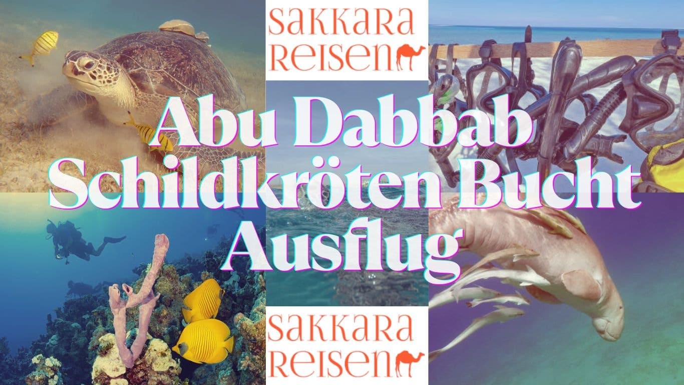 Abu Dabbab Schildkröten Bucht Ausflug Abu Dabbab Schildkröten Bucht Ausflug