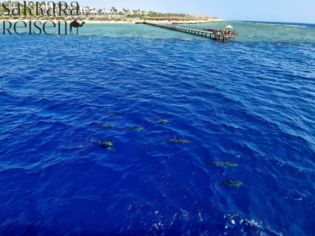 Marsa Alam Coraya bay : Ausflüge &  Schnorcheln