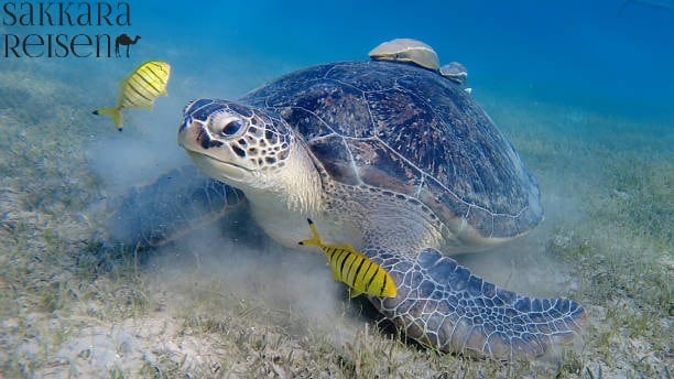 Abu Dabbab Schildkröten Bucht Ausflug