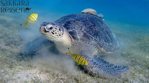 Abu Dabbab Schildkröten Bucht Ausflug